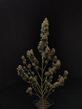 Original Auto Chemdawg autofem (FsBd) (10 шт.)