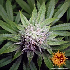 Cookies Kush fem (Brn) (10 шт.)