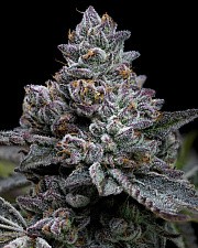 Apple Fritter fem (Brn) (5 шт.)