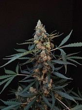 Original Auto Northern Lights autofem (FsBd) (1 шт.)