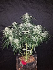 Stardawg autofem (FsBd) (5 шт.)