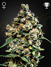 Jack Herer (Feminised) fem (GHS) (1 шт.)