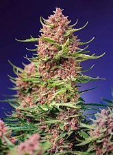 Strawberry Cola Sherbet F1 Fast Version fem (SwS) (25 шт.)