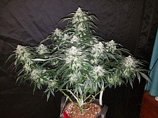 Stardawg autofem (FsBd) (1 шт.)