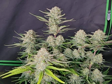 Apricot Auto autofem (FsBd) (5 шт.)