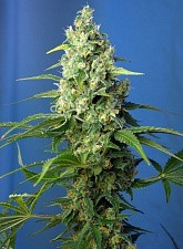 Honey Peach Auto CBD Auto autofem (SwS) (3+1 шт.)