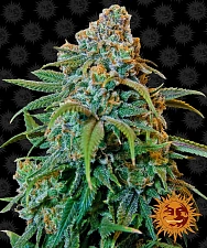 Liberty Haze fem (Brn) (10 шт.)