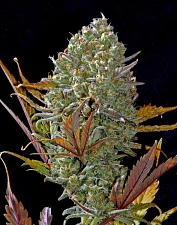 Pineapple Express autofem (FsBd) (10 шт.)