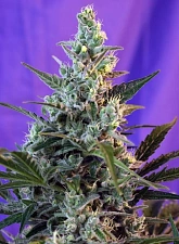 Sweet Skunk F1 Fast Version fem (SwS) (25 шт.)