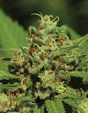Emerald Fire OG Auto autofem (HmbS) (3 шт.)