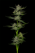 Sour Apple Auto autofem (HmbS) (3 шт.)