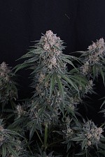 GMO Auto autofem (FsBd) (5 шт.)