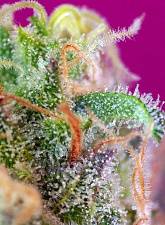 S.A.D. Sweet Afgani Delicious S1 fem (SwS) (3+1 шт.)