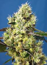 Sweet Gelato Auto autofem (SwS) (5+2 шт.)