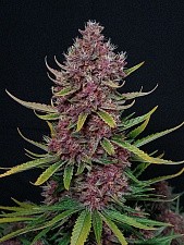Ztrawberriez Auto autofem (FsBd) (10 шт.)