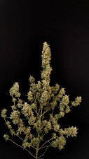 Original Auto Critical autofem (FsBd) (5 шт.)