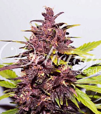 Auto Dark Purple (Delicious Seeds) - 3шт.