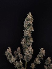Original Auto Chemdawg autofem (FsBd) (3 шт.)