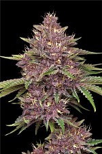 Purpz fem (HmbS) (3 шт.)