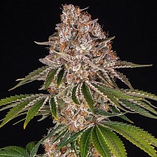 Cookie Casket fem (Brn) (5 шт.)
