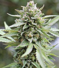 Lemongrass fem (HmbS) (3 шт.)