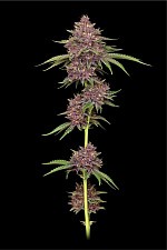 Purpz fem (HmbS) (5 шт.)