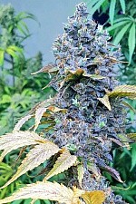 Fastberry Auto autofem (FsBd) (1 шт.)