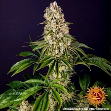 Tropicanna Banana fem (Brn) (10 шт.)