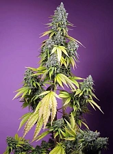 Jet Fuel Mandarine XL Auto autofem (SwS) (3+1 шт.)