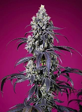 Tropicanna Cherry XL Auto autofem (SwS) (3+1 шт.)
