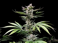 Cherry Cola Auto autofem (FsBd) (10 шт.)