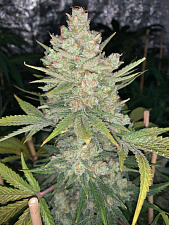Original Auto OG Kush autofem (FsBd) (5 шт.)
