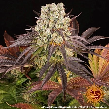 Purple Punch x Lemon Drizzle fem (Brn) (10 шт.)
