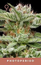 Blueberry Muffin fem (HmbS) (5 шт.)