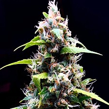 Sour Puffs fem (DctCh) (1 шт.)