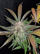 Cream Cookies autofem (FsBd)  (10 шт.)