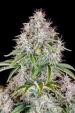 Original Auto Cinderella autofem (FsBd) (3 шт.)