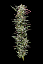 Notorious THC fem (HmbS) (3 шт.)