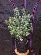 Tangie Auto / Tangie’matic autofem (FsBd) (1 шт.)
