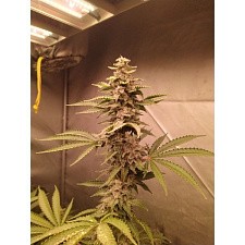 Big Grapes Gun Auto Fem (10+2 шт.)