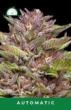 Pineapple Muffin Auto autofem (HmbS) (3 шт.)