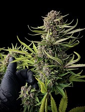 Frostbanger Auto autofem (FsBd) (3 шт.)