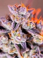 Tropicanna Poison XL Auto autofem (SwS) (25 шт.)