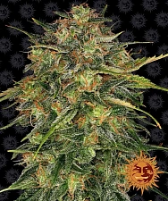 Cheese fem (Brn) (10 шт.)