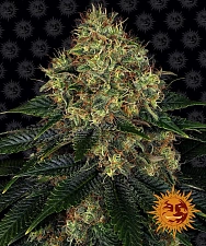 Skywalker OG Auto autofem (Brn) (10 шт.)