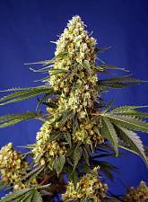 Strawberry Banana Gelato XL Auto autofem (SwS) (5+2 шт.)