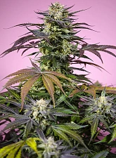 Gelonade fem (SwS) (3+1 шт.)