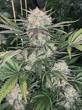 Original Auto BubbleGum autofem (FsBd) (25 шт.)