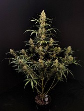 Original Auto Jack Herer autofem (FsBd) (5 шт.)