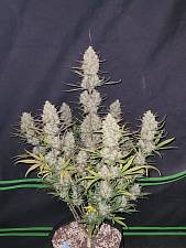 Tropicana Cookies Auto autofem (FsBd) (1 шт.)